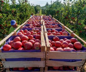 سالانه ۴۸ هزار تُن سیب در بروجرد تولید می‌شود