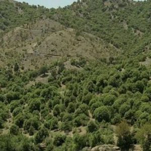 پیگیری ویژه استاندار لرستان برای حفاظت از درختان بلوط چگنی